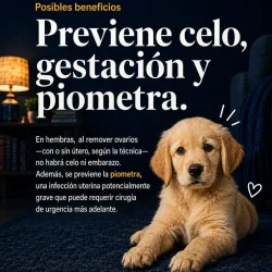 Imagen 3 del servicio